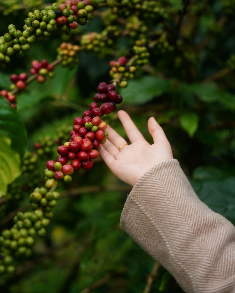 Mano recogiendo cerezas maduras de café en la mata